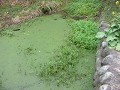 0211_mihirogi10_thumb.jpg